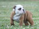 chiot bulldog anglais lof a donner