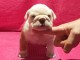 chiot bulldog anglais lof a donner