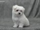 chiot Bichon Maltais LOF a donner