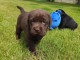 deux chiots de type labrador 