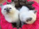 Magnifiques chatons sacre de birmanie 