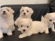  Splendides chiots bichons maltais 