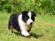 chiots Border collie lof a donner