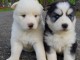 jolies chiots husky de siberien