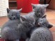 2 magnifiques chatons chartreux