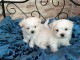 Chiots Bichon maltais dispo