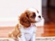  Disponibles jolies bébés cavaliers king charles