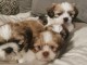 Superbes chiots de type shih tzu 