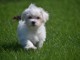 A donner chiot type bichon maltais femelle