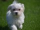 A donner chiot type bichon maltais femelle