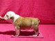 chiot bulldog anglais lof a donner