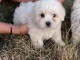 Chiot coton de tulear LOF a donner