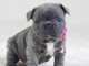  Disponibles chiots bouledogue Français 