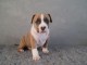 Chiot american staffordshire terrier lof a donner