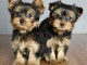  chiots yorkshire male et femelle 