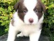 chiots Border collie lof a donner