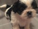  chiots type shih tzu ages de 3 mois