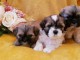  Magnifiques chiots shih tzu 