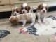 deux jolies chiots cavalier king charles