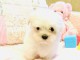   Nos magnifiques chiots bichons maltais