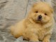 chiot chow chow lof a donner