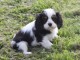 Chiots Cavaliers King Charles LOF a donner