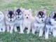 Magnifiques chiots Pomsky en  adoption 