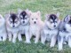 Magnifiques chiots Pomsky en  adoption 