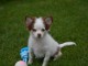 Mini chiot femelle type chihuahua à donner