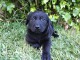 chiots type labrador pour adoption