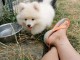 adorables chiots spitz nain