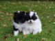 2 chiots spitz nains disponible