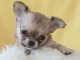 Mini chiot femelle type chihuahua à donner