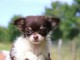 Mini chiot femelle type chihuahua à donner