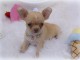 Mini chiot femelle type chihuahua à donner