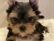  Magnifiques chiots Yorkshire Terrier