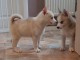 superbes chiots type Husky Siberien 