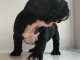  Jolies Chiots Type Bouledogue Français
