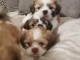  Superbes chiots de type shih tzu ages de 3 mois