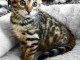 2 magnifiques chatons bengal