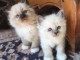 Jolies chatons disponibles sacre de birmanie