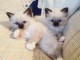  chatons sacre de birmanie LOOF