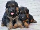 Adorables chiots berger allemands