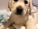 chiots type labrador pour adoption