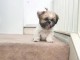  Chiots shih tzu non LOF 