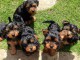 chiots Yorshire Terrier de 3 mois