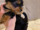  Magnifiques chiots Yorkshire Terrier