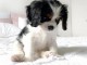 magnifiques chiots cavalier king charles