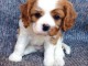 deux jolies chiots cavalier king charles