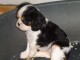 Chiots cavalier king charles